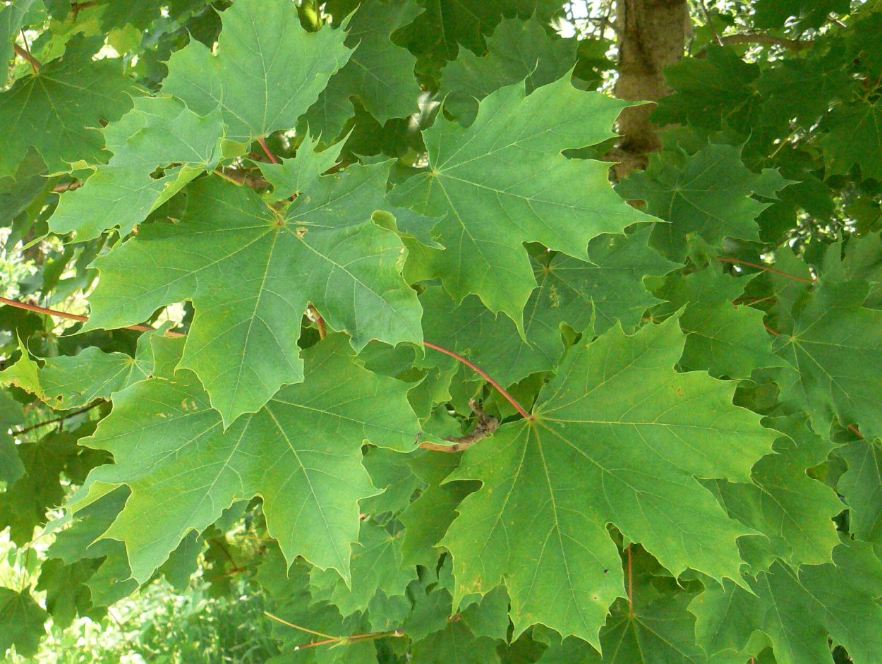 Клен остролистный Друмонди