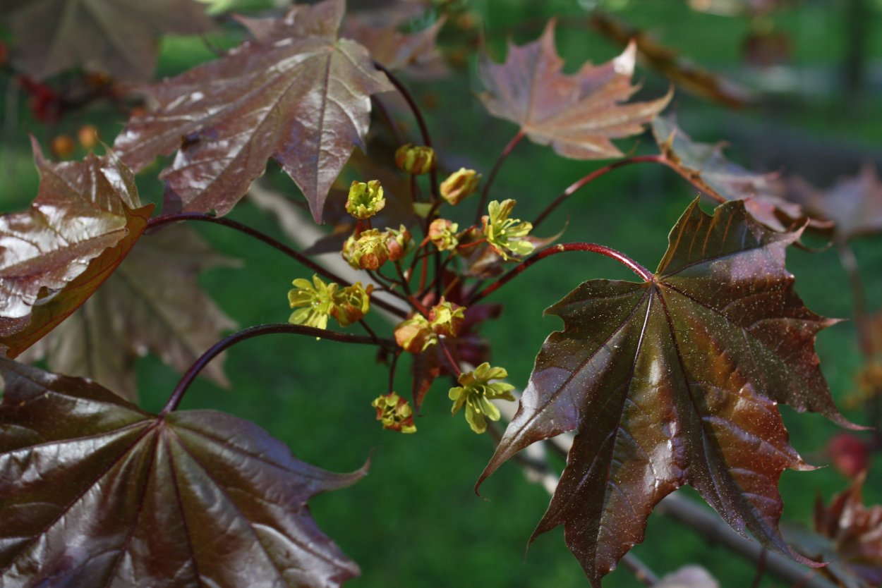 Клен кустовой краснолистный