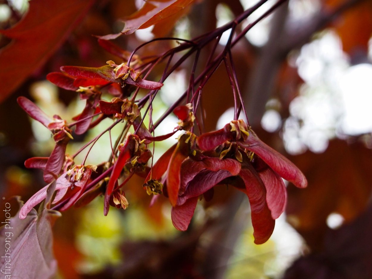 Клен платанолистный