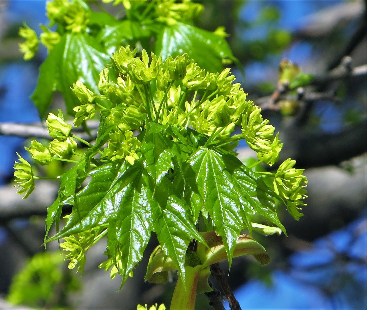 Клён канадский мелколистный