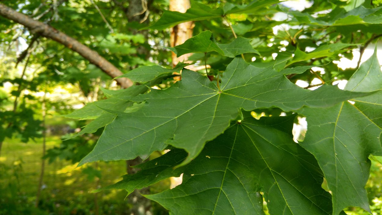 Клён зеленокорый, клён-липа