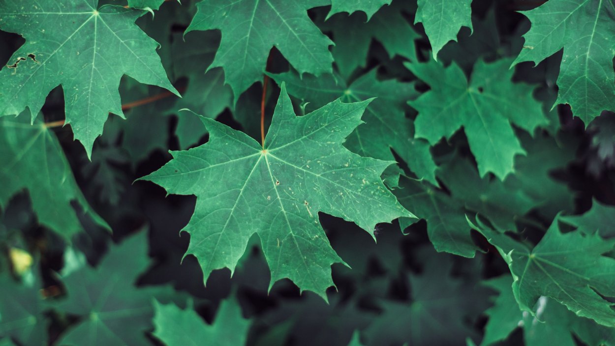 Клен остролистный (Acer platanoides)