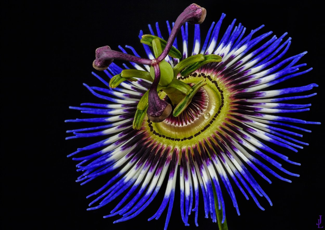 Страстоцвет пассифлора