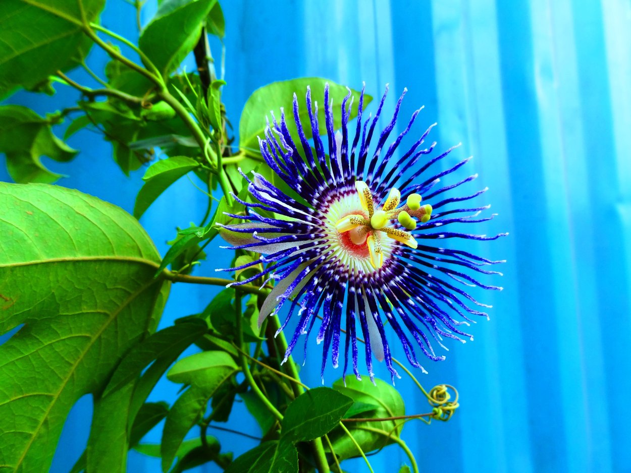 Пассифлора тарминиана