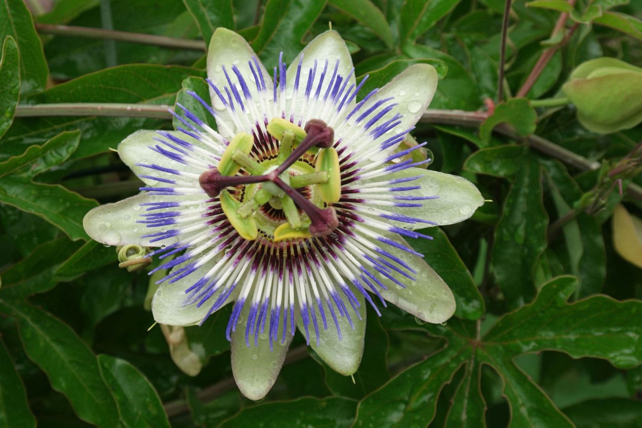 Цветок кавалерская звезда пассифлора