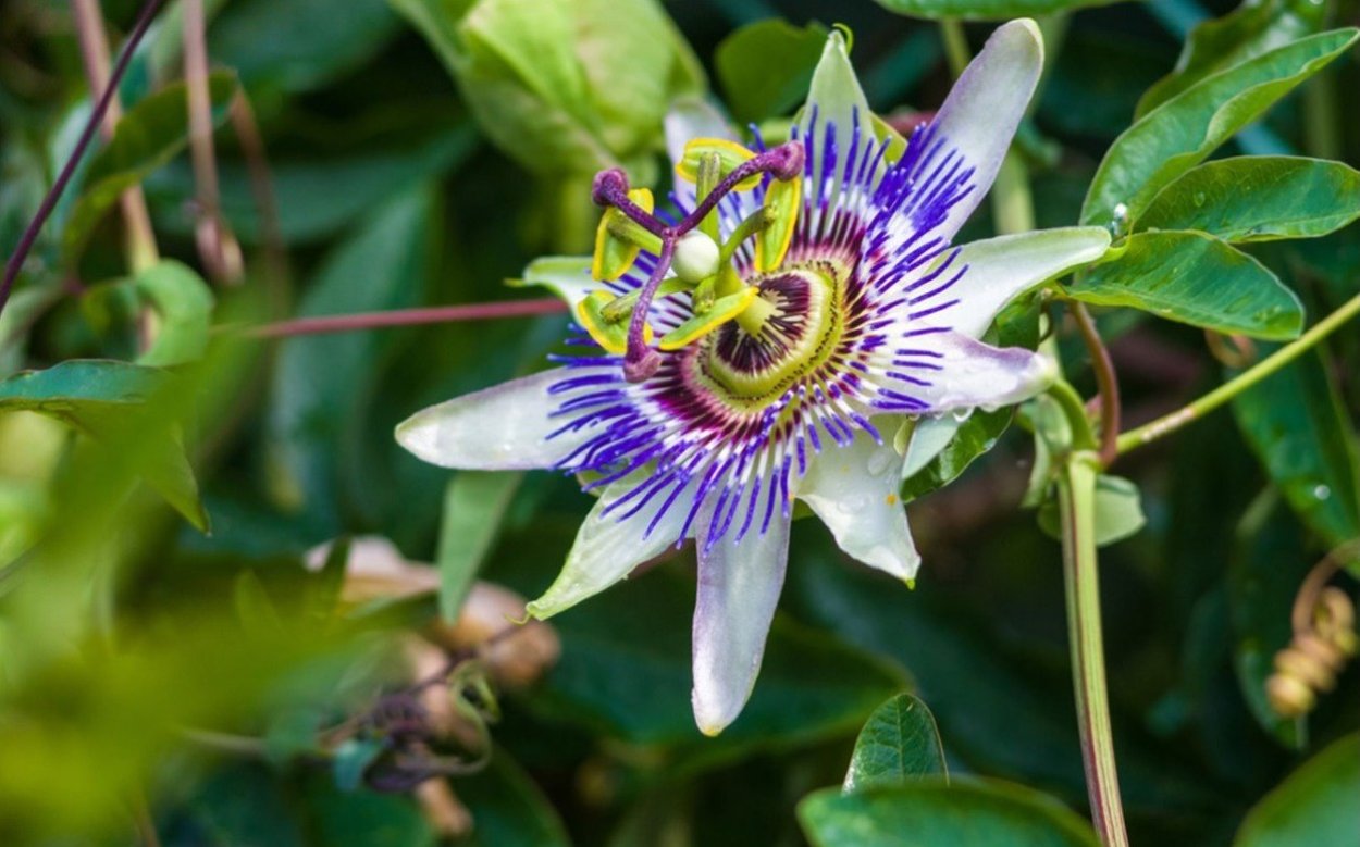 Пассифлора гигантская