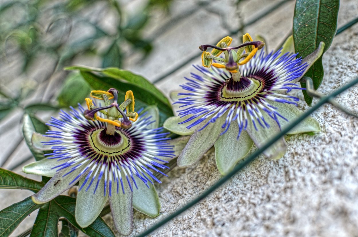 Пассифлора Церулея