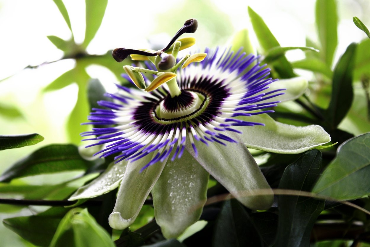 Интересные факты об цветке страсноцвет