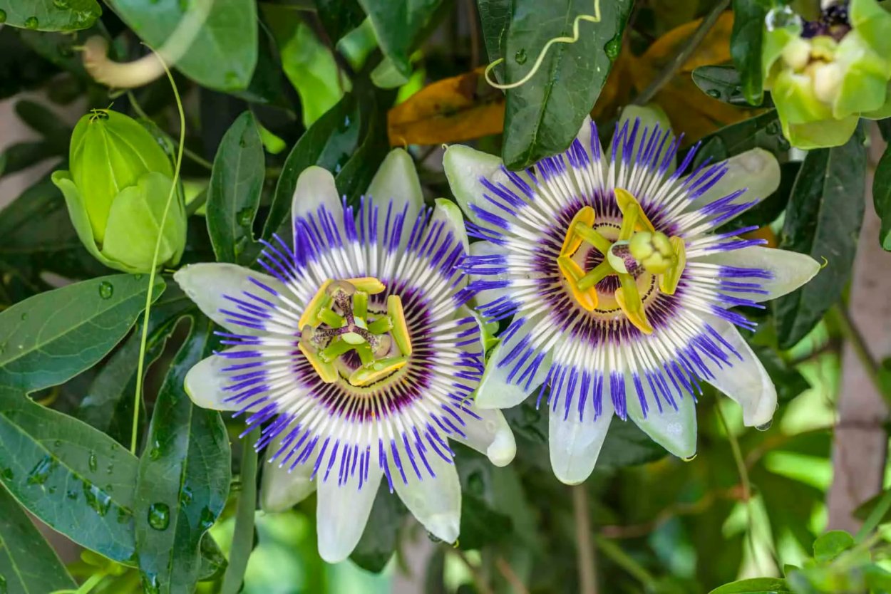 Пассифлора Кавалерийская звезда