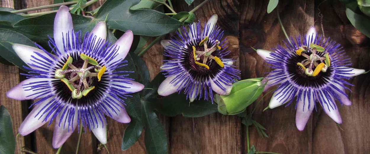 Пассифлора голубая (Passiflora caerulea)