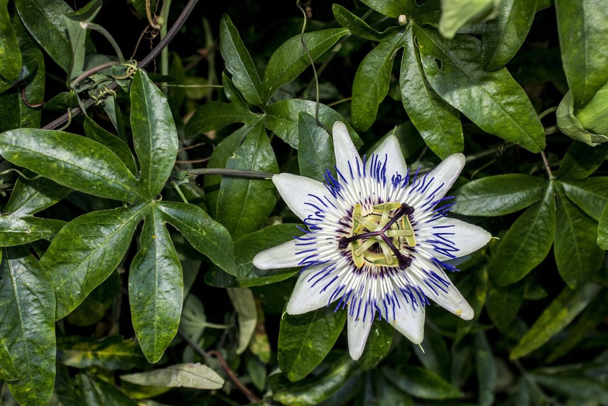 Пассифлора голубая (Passiflora caerulea)