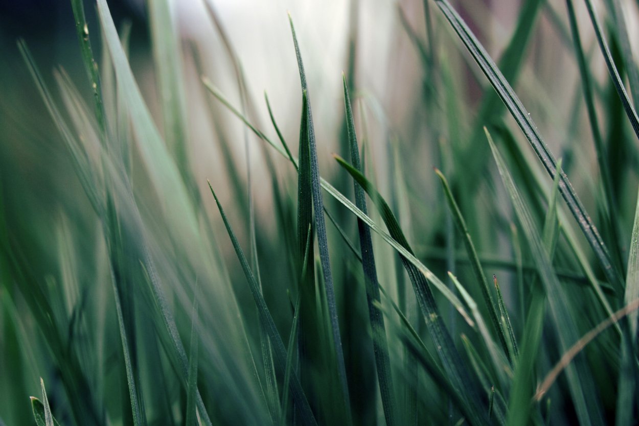 Трава макро