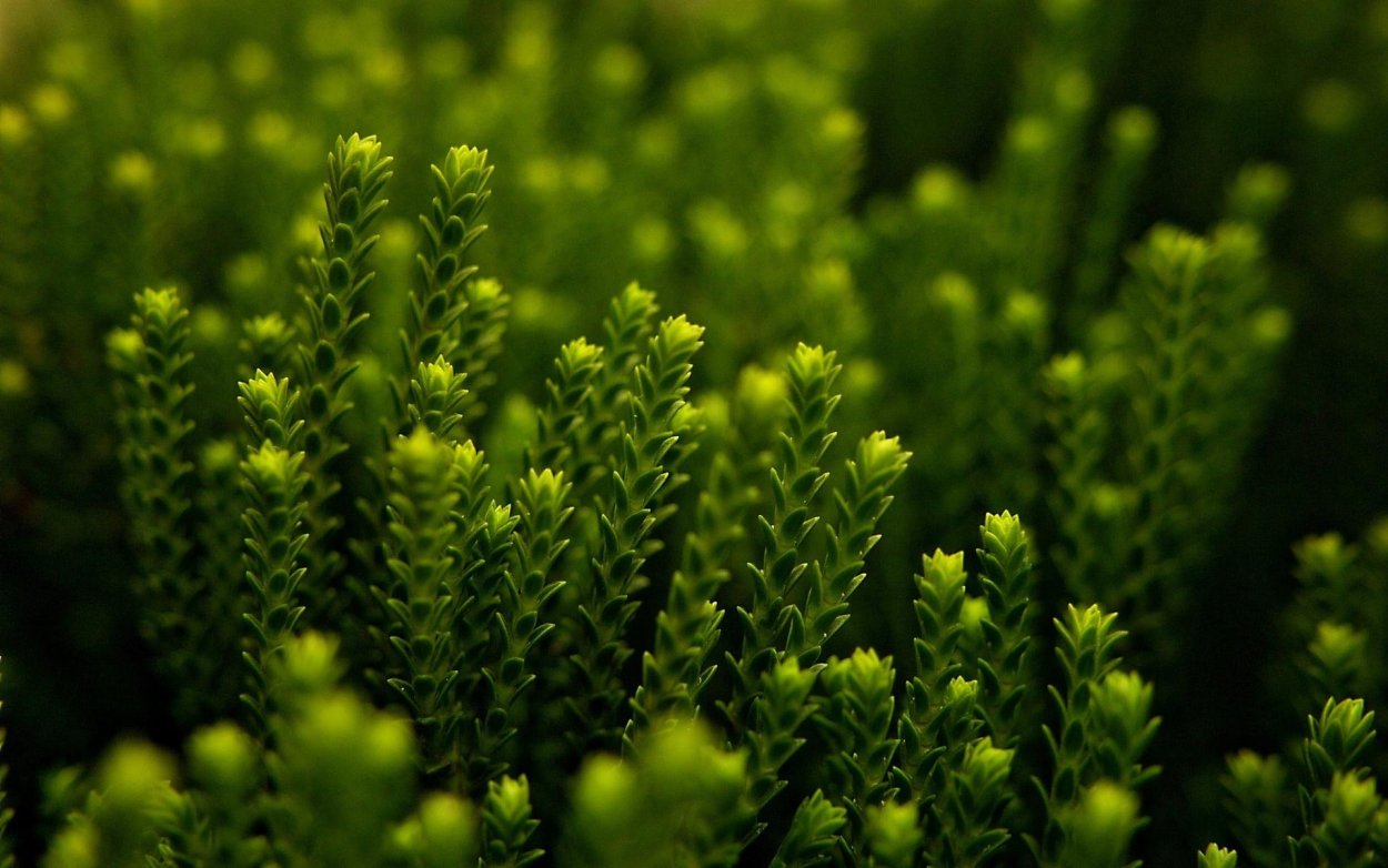 Зелень макро