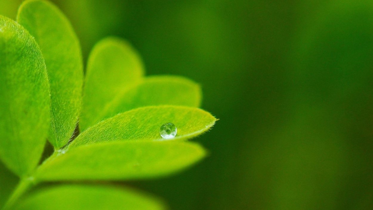 Зеленый фон растения