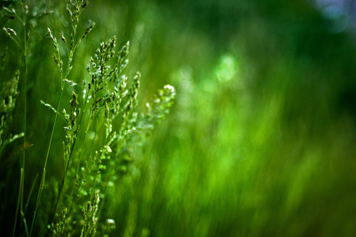 Обои на рабочий стол зелень