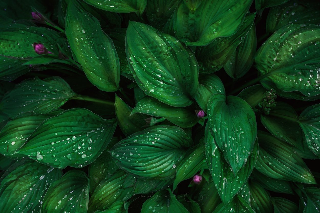 Темно зеленые цветы