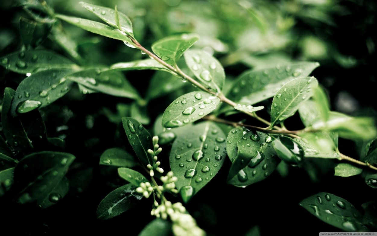 Темно зеленые листья