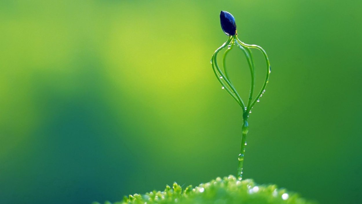 Росток макро