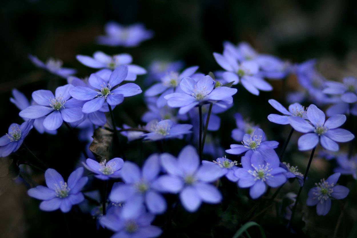 Мелкие цветы