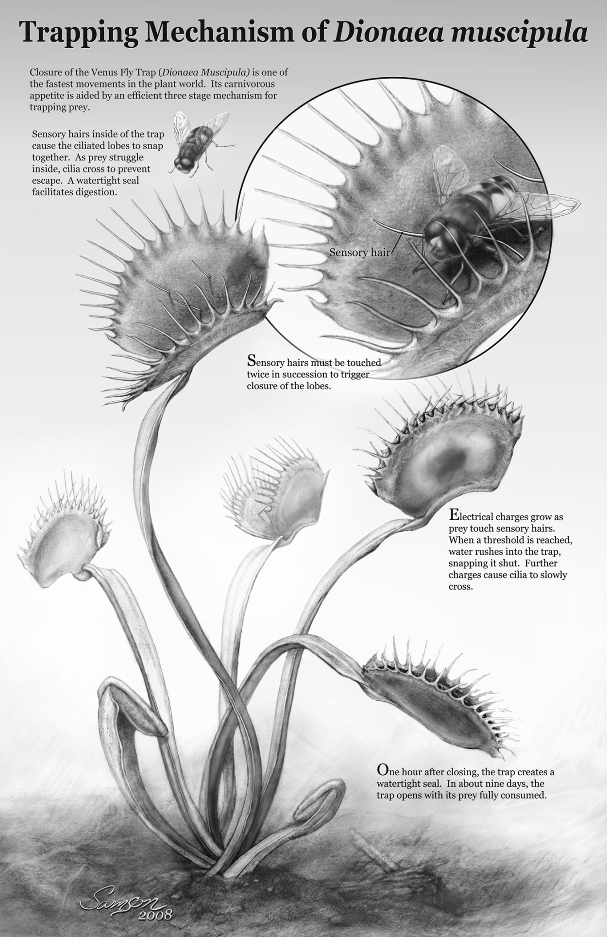 Строение Венерины мухоловки