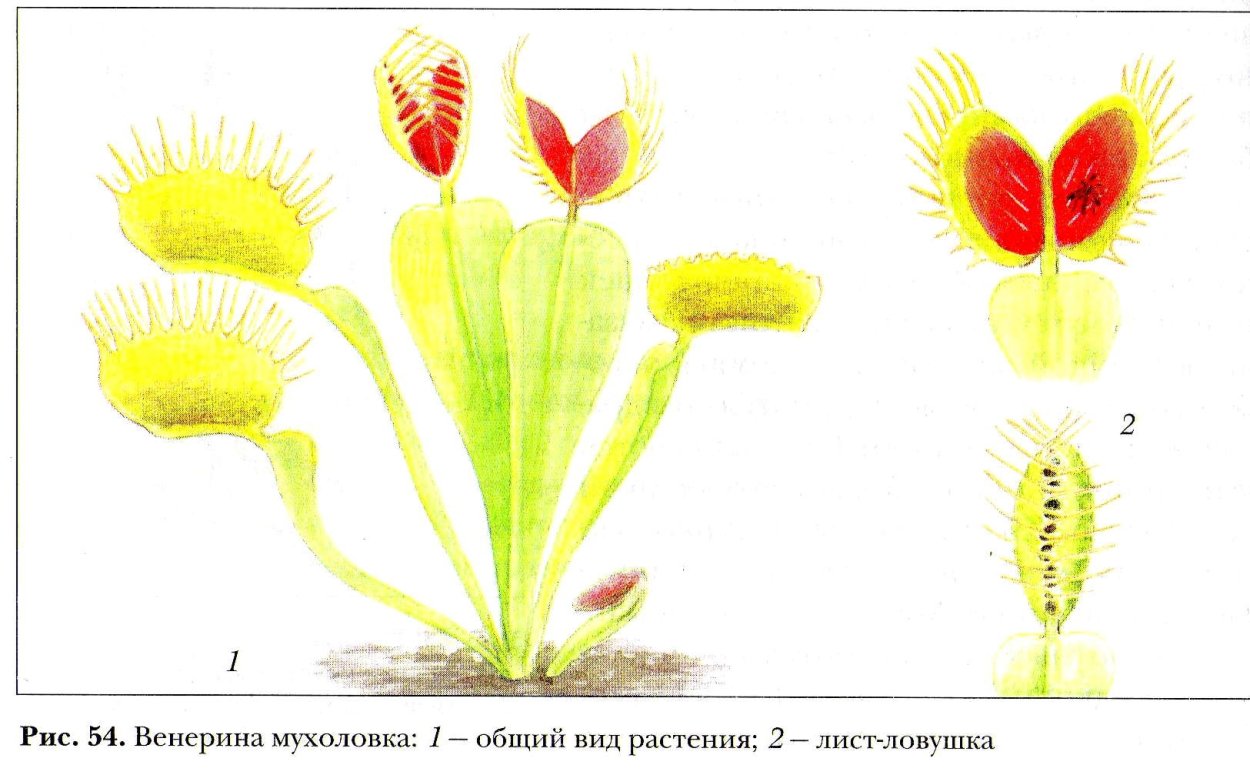Анатомия Венериной мухоловки