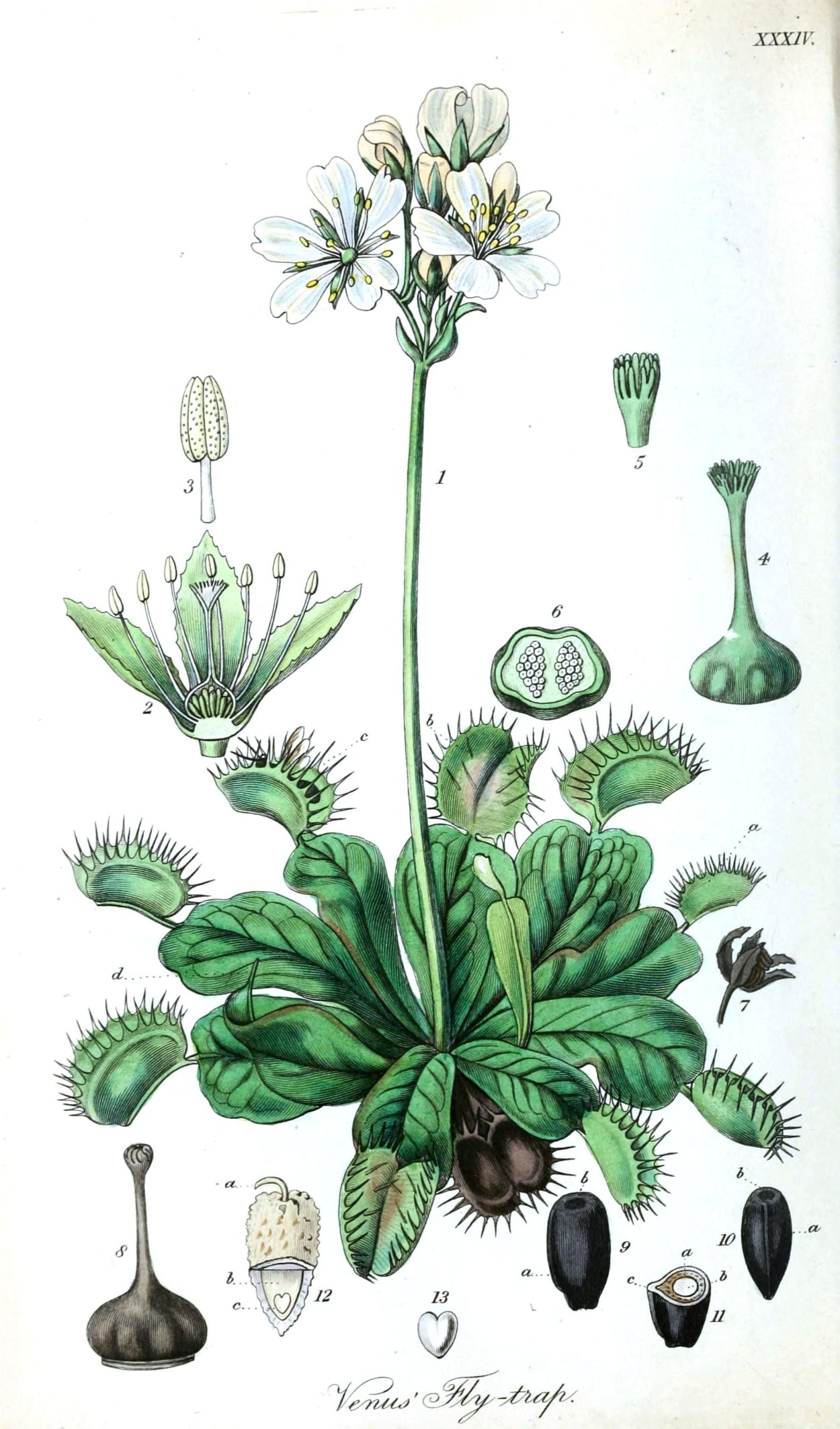 Венерина мухоловка ботаника