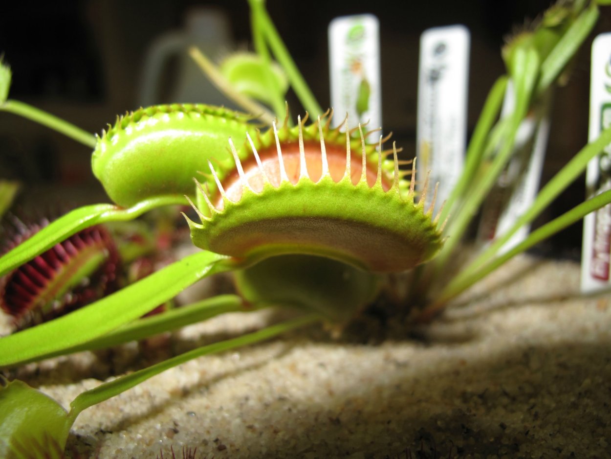 Венерина мухоловка