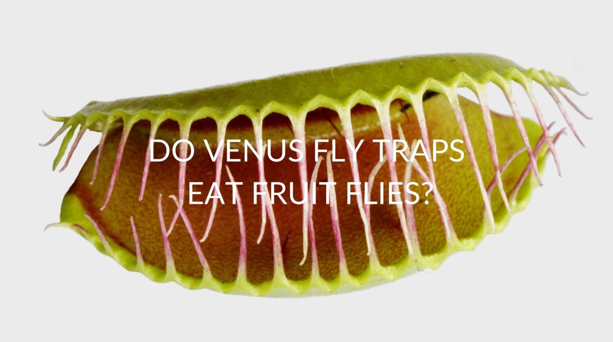 Венерина мухоловка цветок