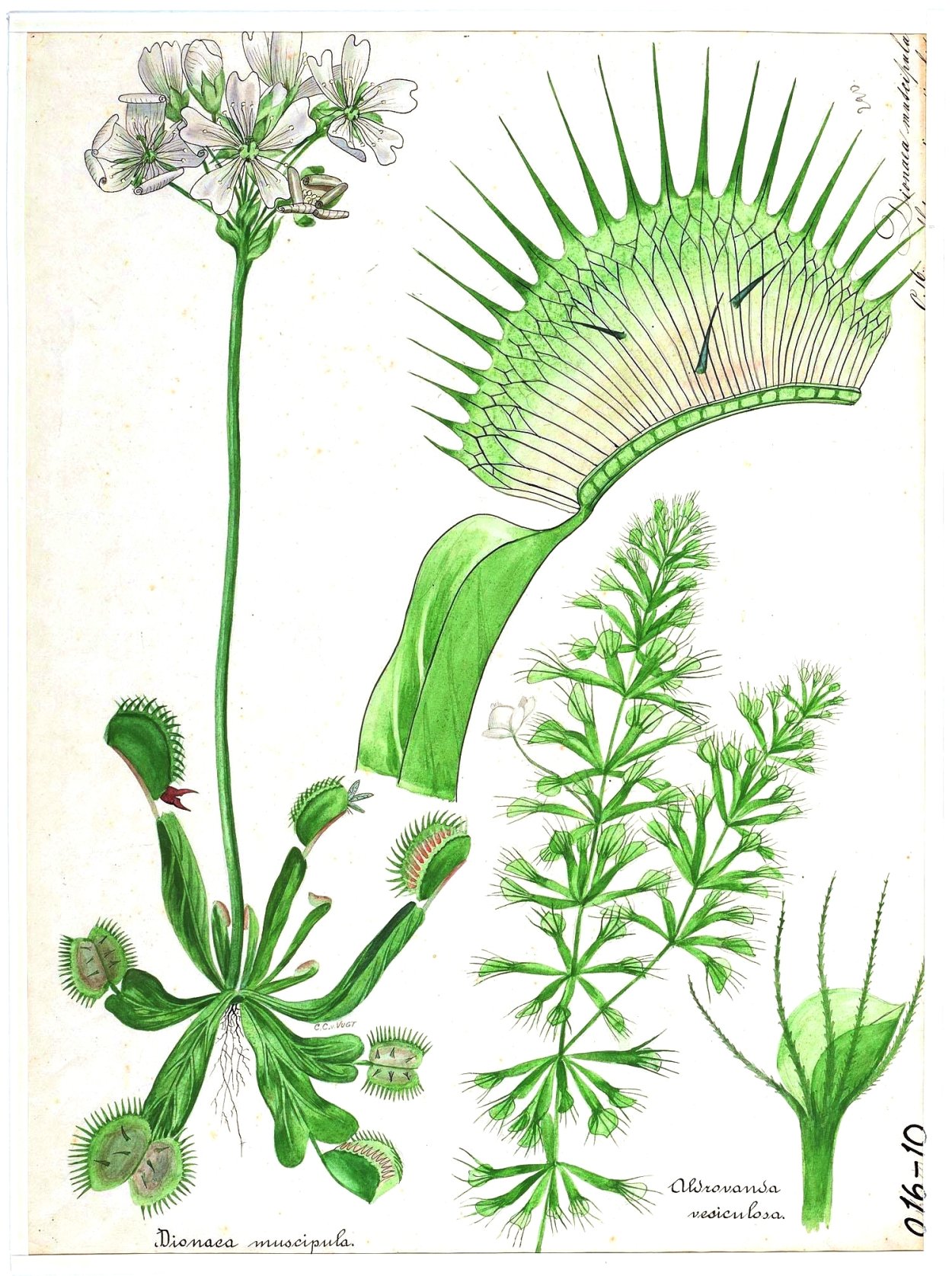 Венерина мухоловка Ботанический рисунок