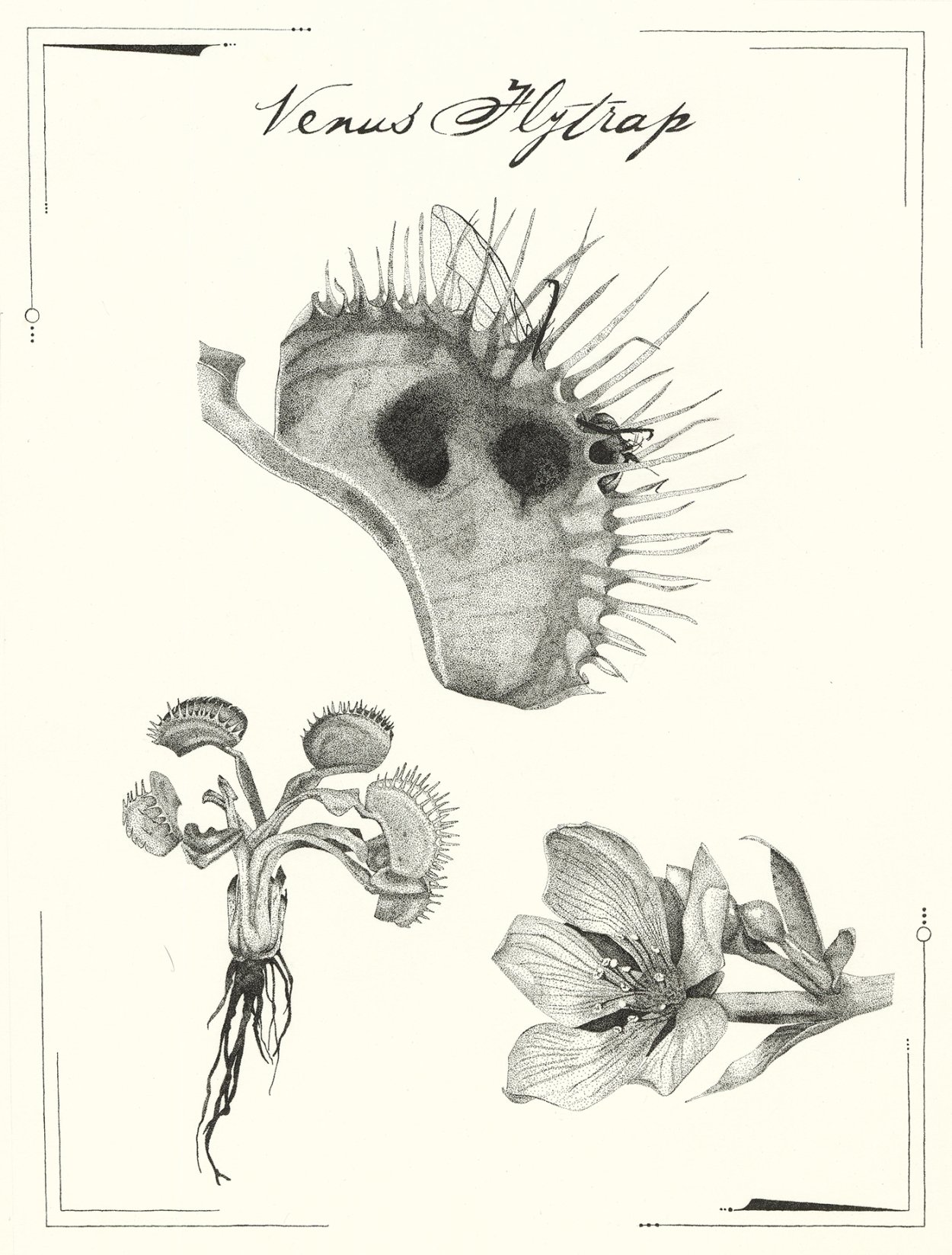 Венерина мухоловка