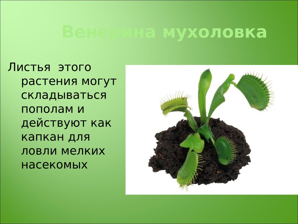 Насекомоядные растения Венерина мухоловка