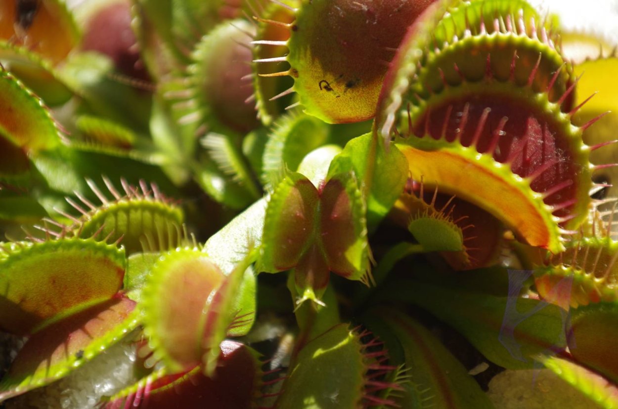 Венерина мухоловка монстр