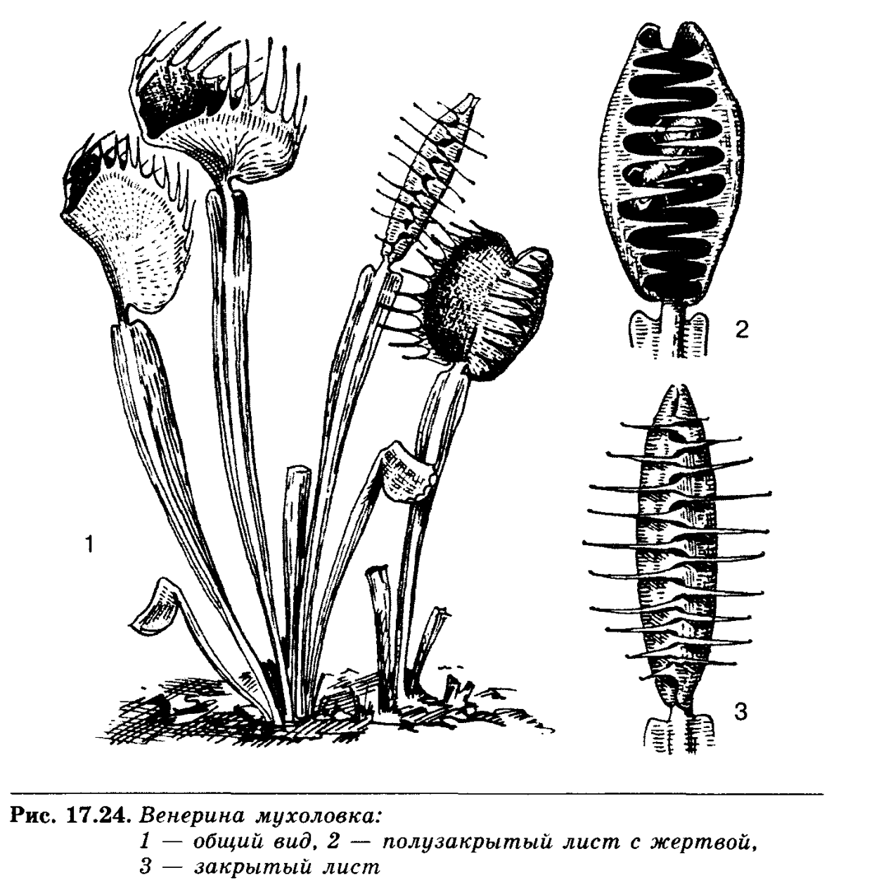 Венерина мухоловка