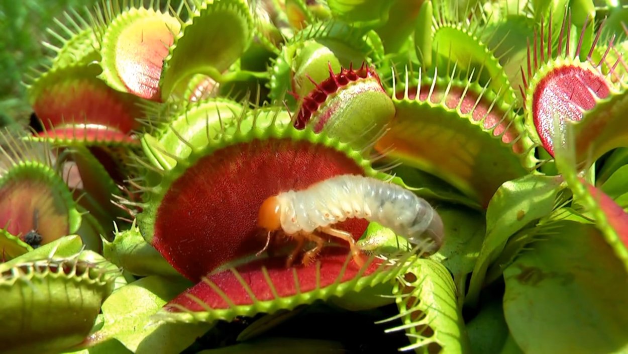 Плотоядный только с завода