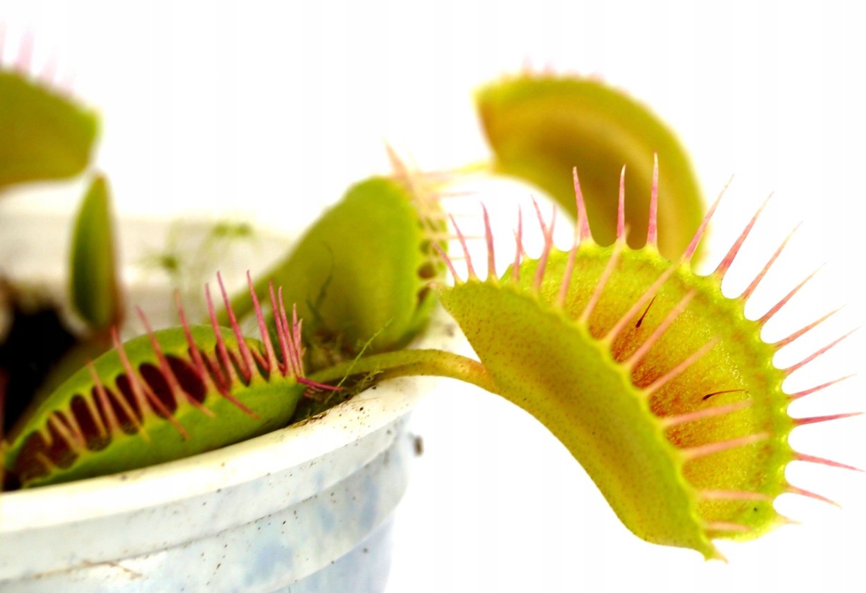 Цветок мухоловка