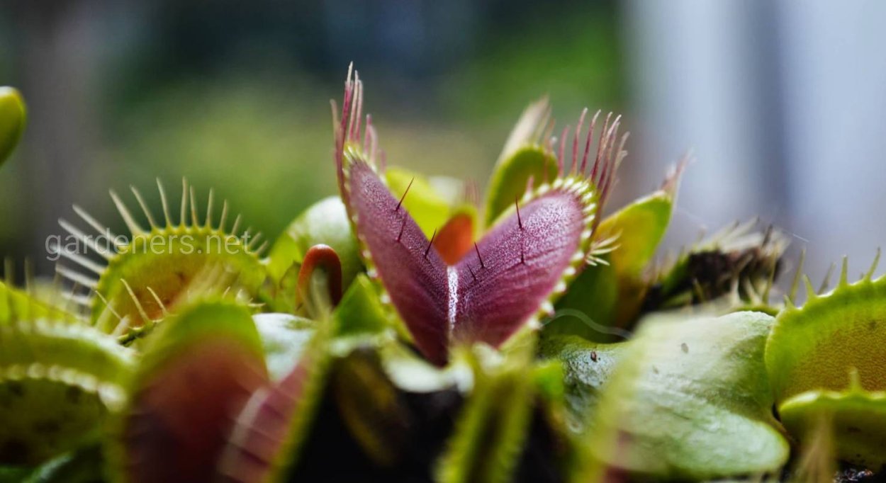 Венерина мухоловка Богемиан Гарнет