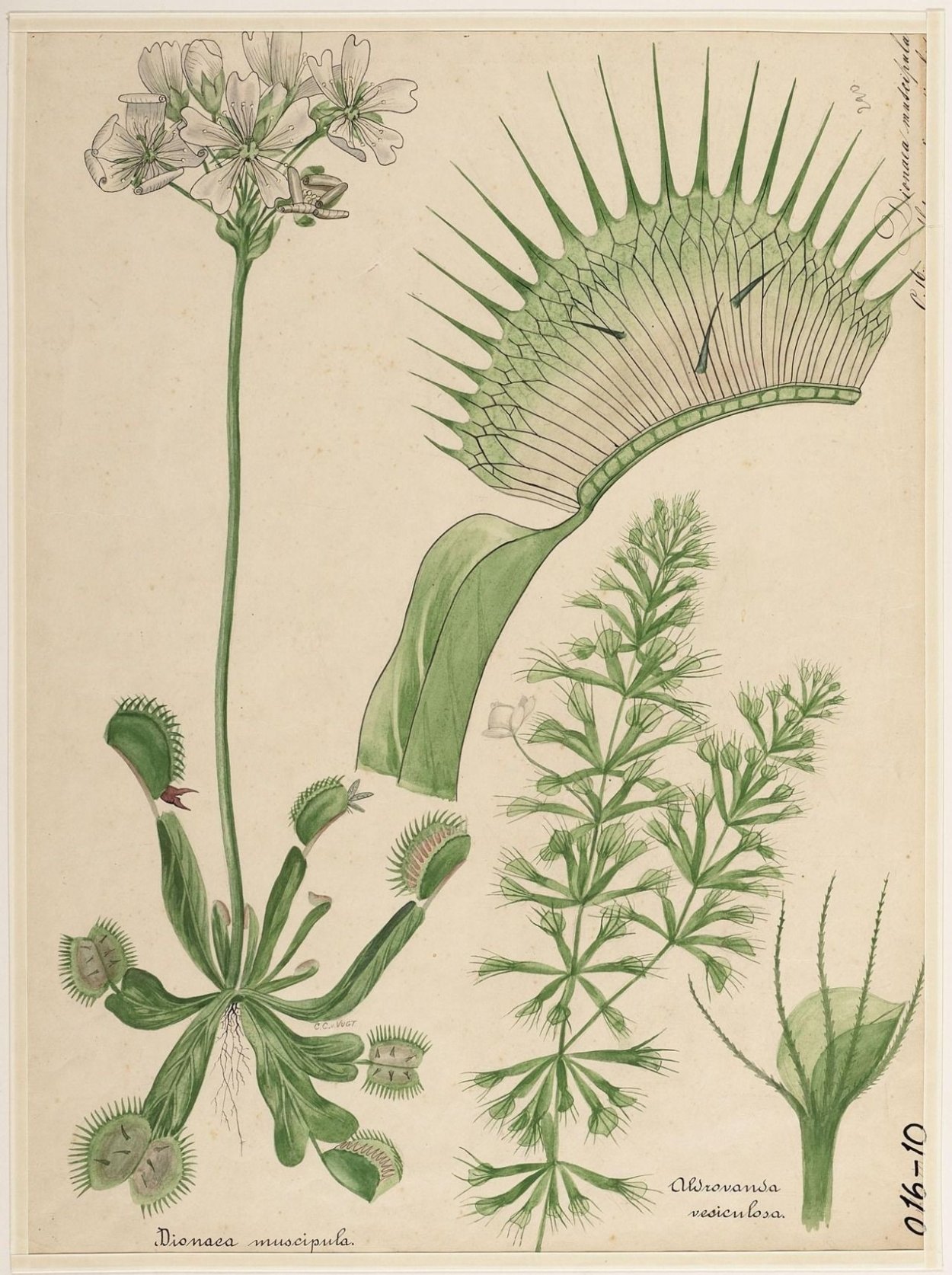 Венерина мухоловка гравюра