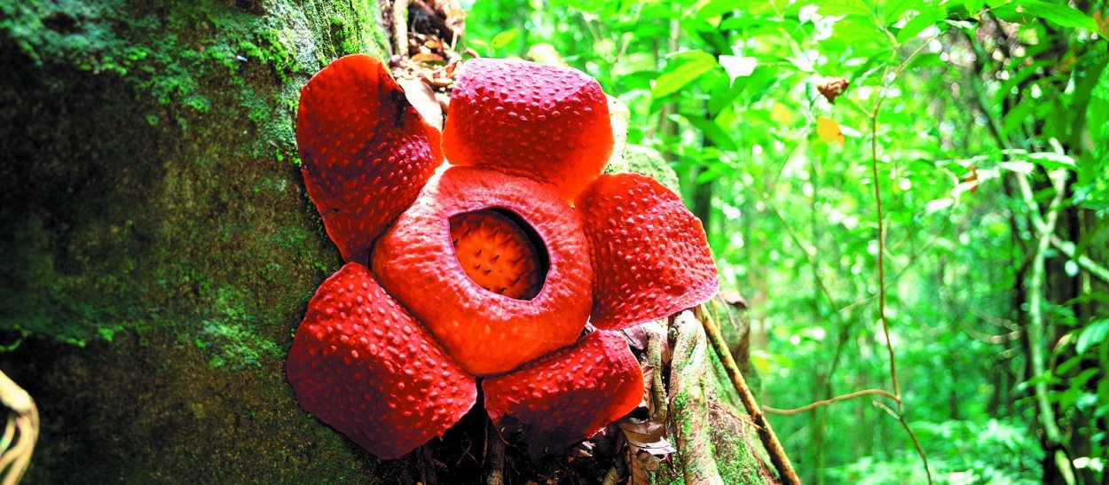 Курупита гвианская