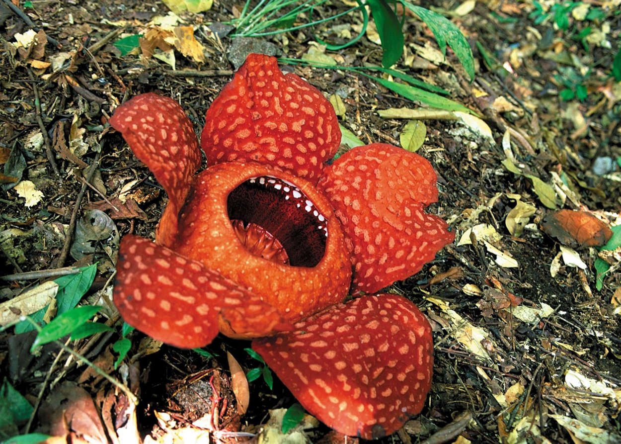 Каланхоэ трубкоцветный