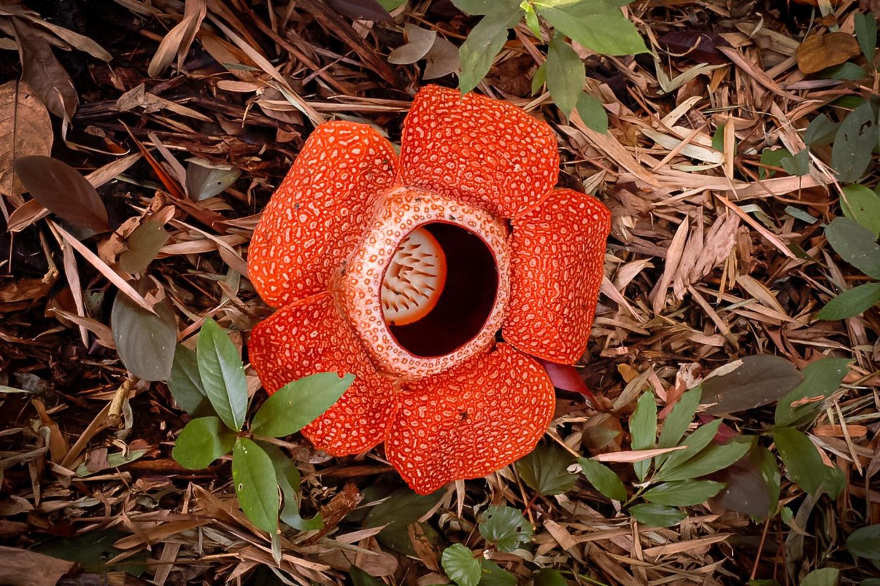 Драконов дерево соклтрв