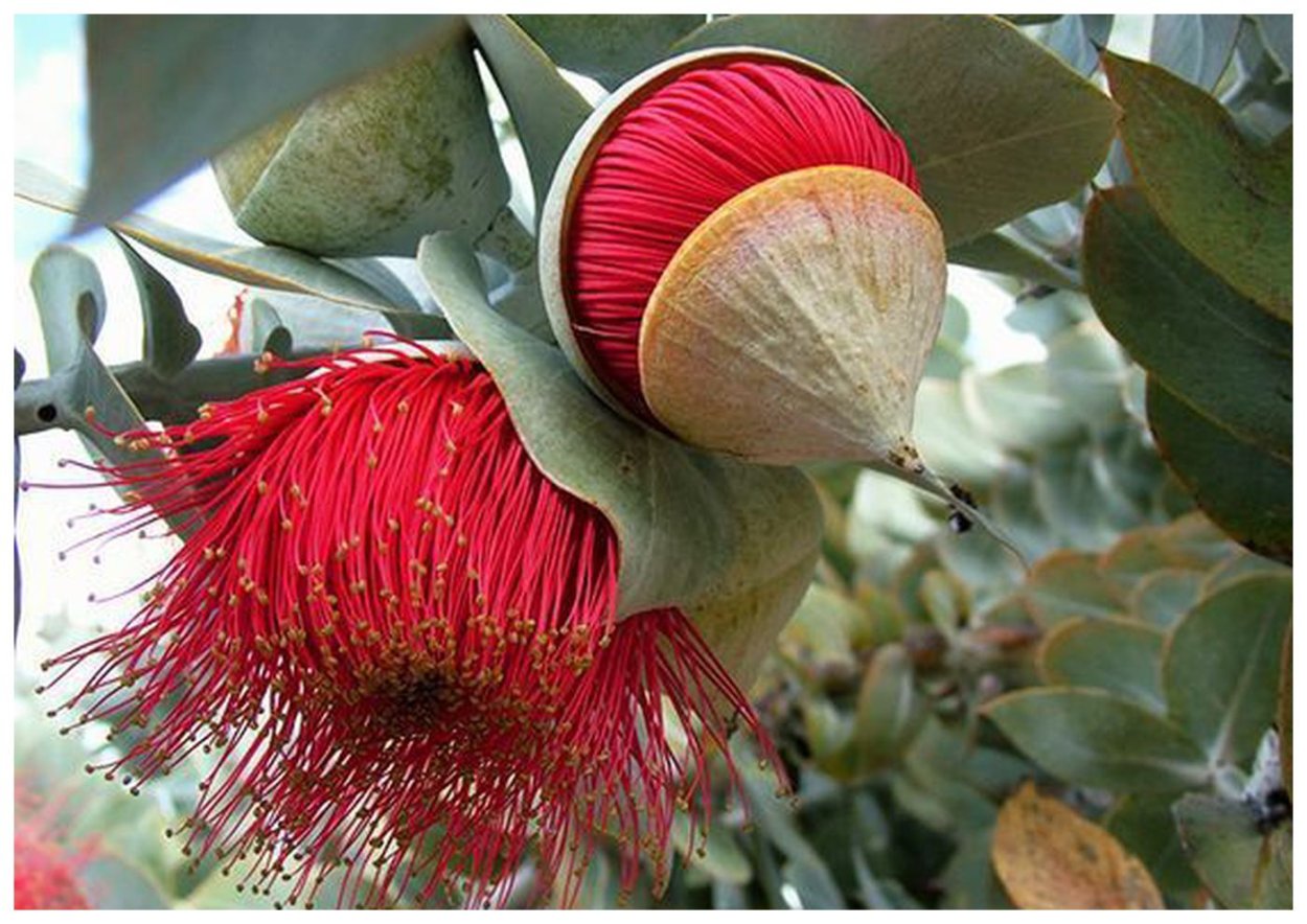 Банксия ярко-красная