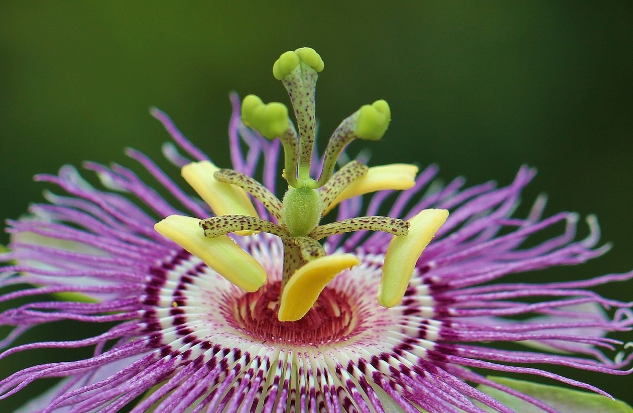 Росянка мухоловка непентес