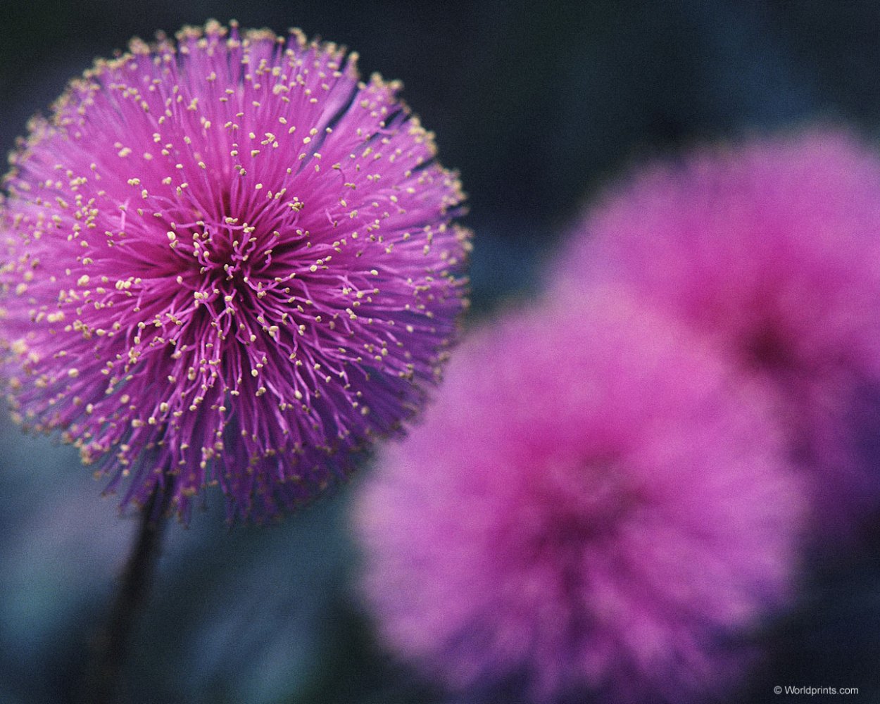 Тянь-Шанский одуванчик