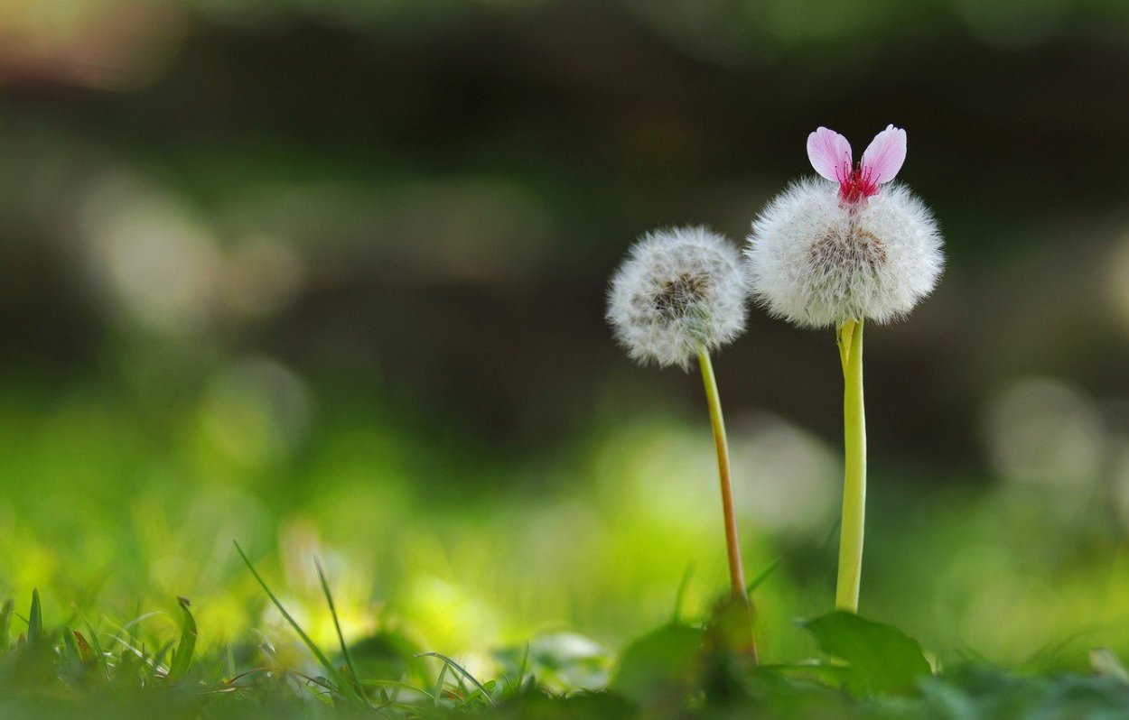Хризантема Кассандра Вайт