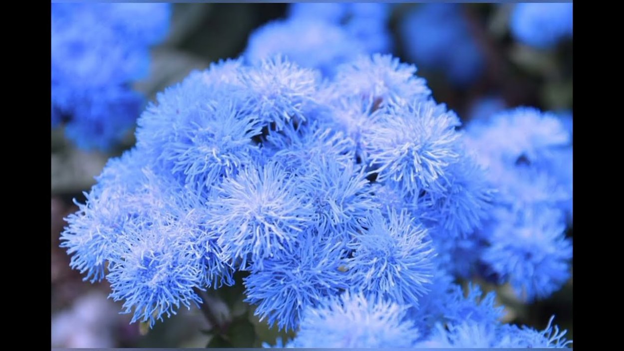 Мелколепестник сентябринки