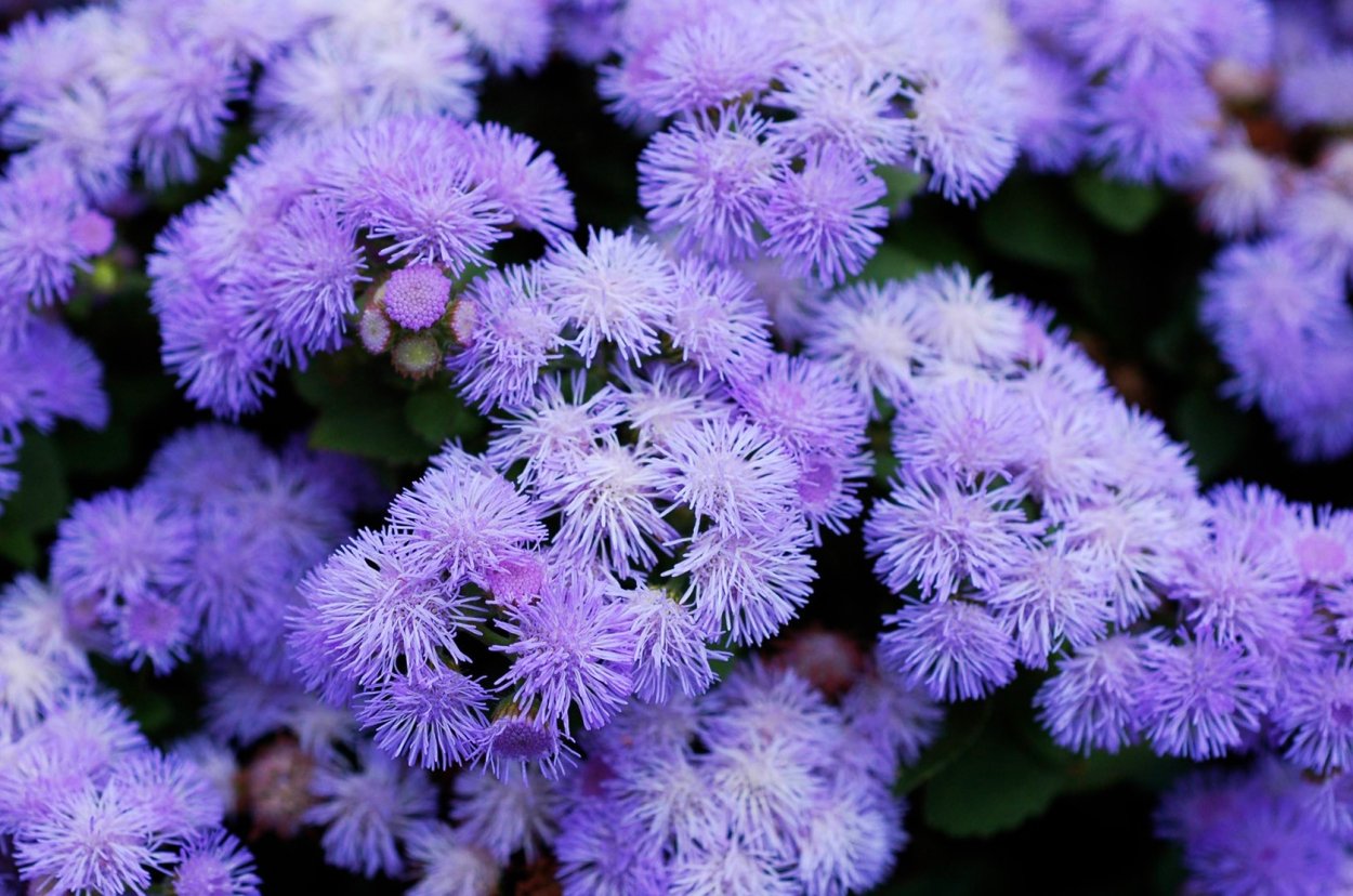 Розовые пушистые цветы