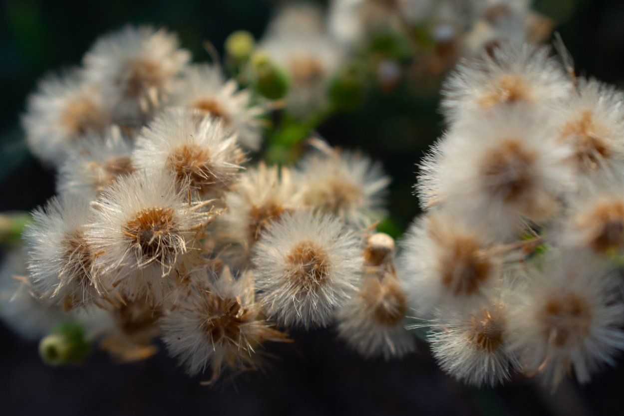 Пушистые цветочки