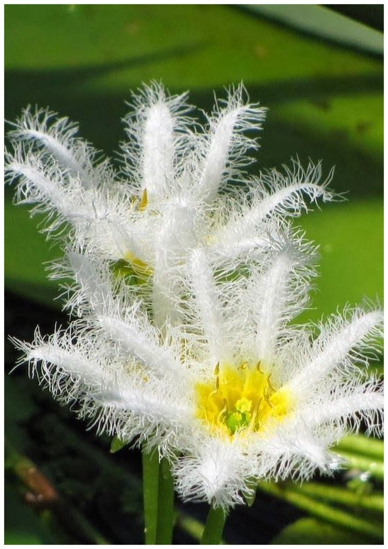 Мимоза розовая