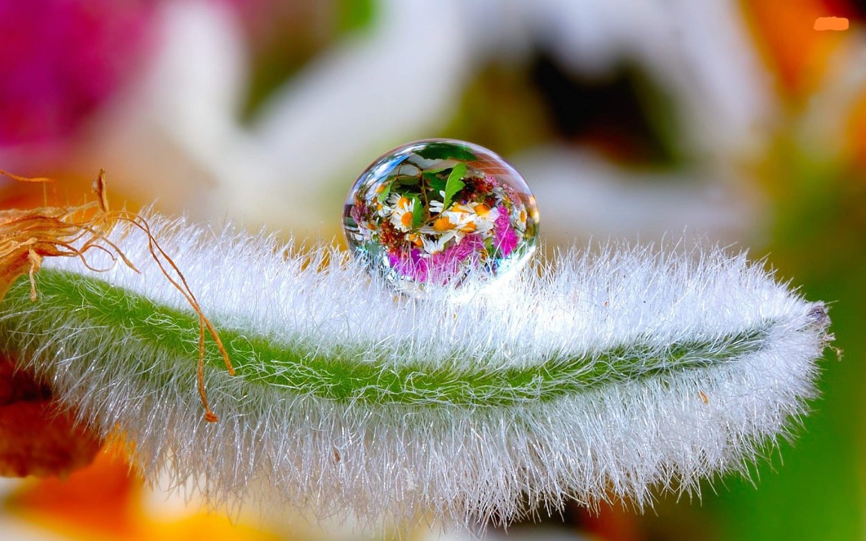 Белые пушистые цветы