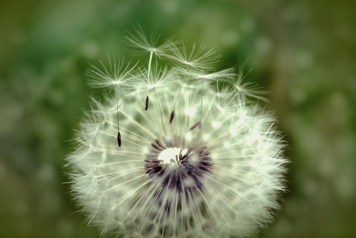 Чертополох пуховый